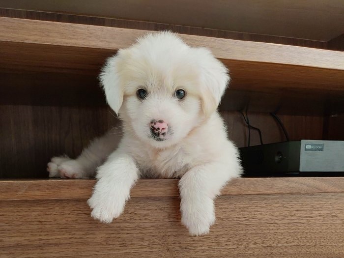 唐狗兒時常被誤認是拉布拉多尋回犬長大後超進化變大白熊犬