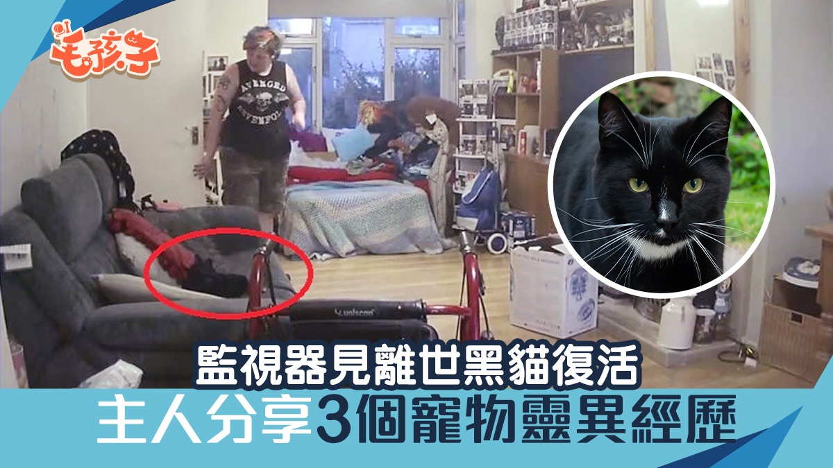 鬼節七月十四｜監視器見離世黑貓復活3個寵物靈異經歷超心寒｜香港01｜寵物
