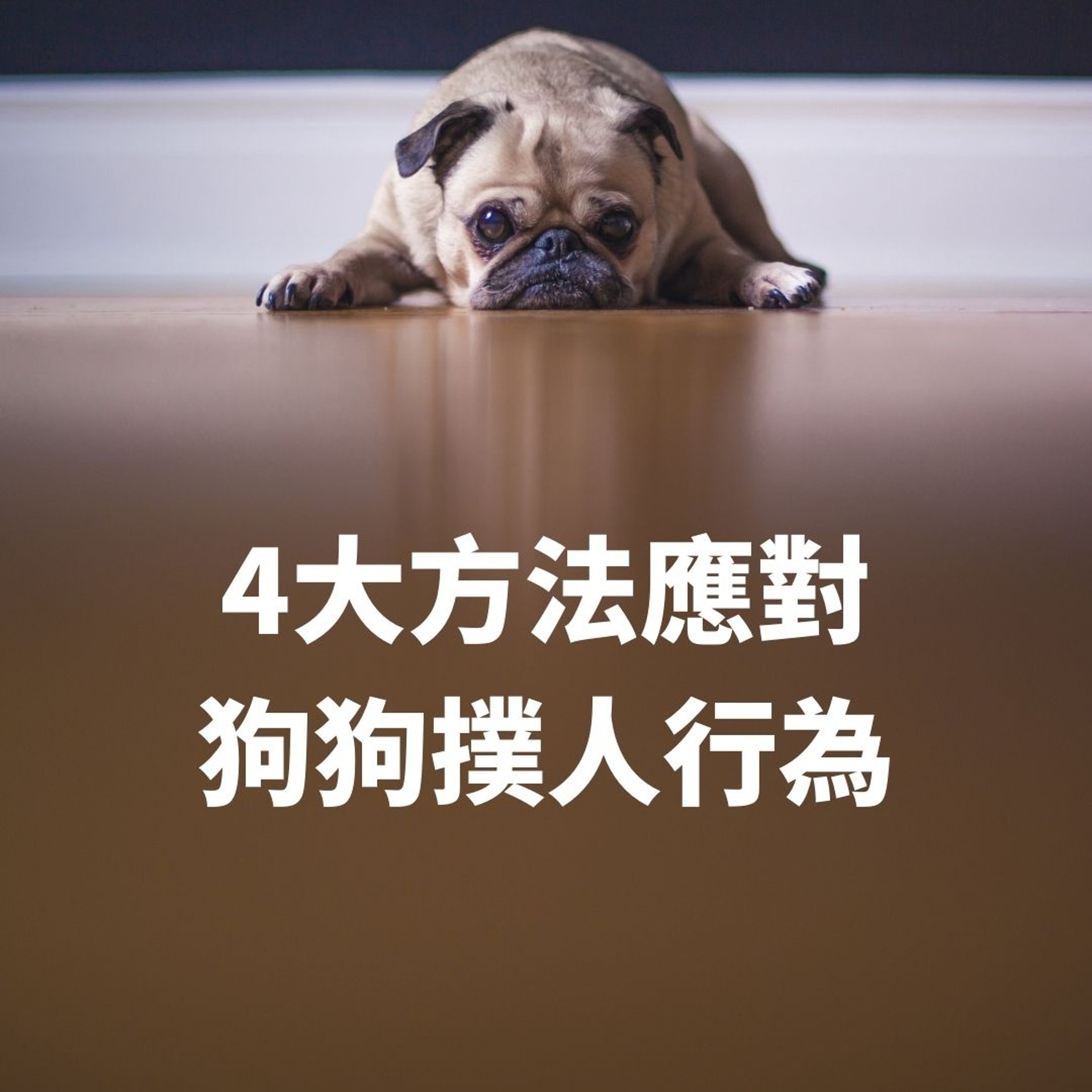 4大方法應對狗狗撲人行為(01製圖/matthewhenry/Unsplash) 4大方法應對狗狗撲人行為(01製圖/matthewhenry/Unsplash)