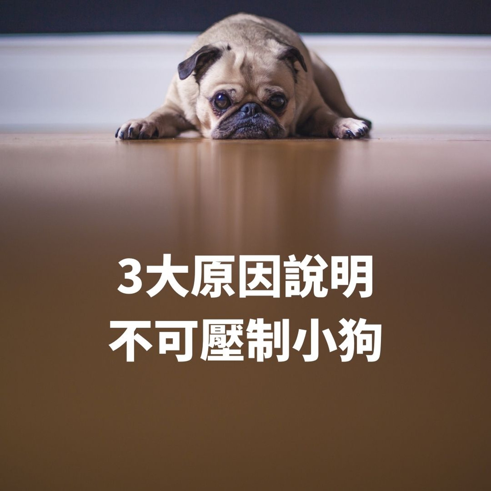 3大原因說明不可壓制小狗(01製圖/matthewhenry/Unsplash) 3大原因說明不可壓制小狗(01製圖/matthewhenry/Unsplash)