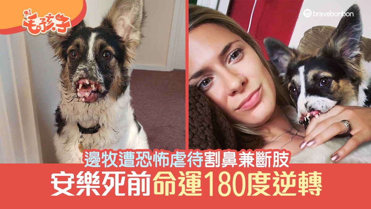 邊境牧羊犬 狗狗遭人 恐怖虐待 被割鼻斷肢安樂死前命運逆轉