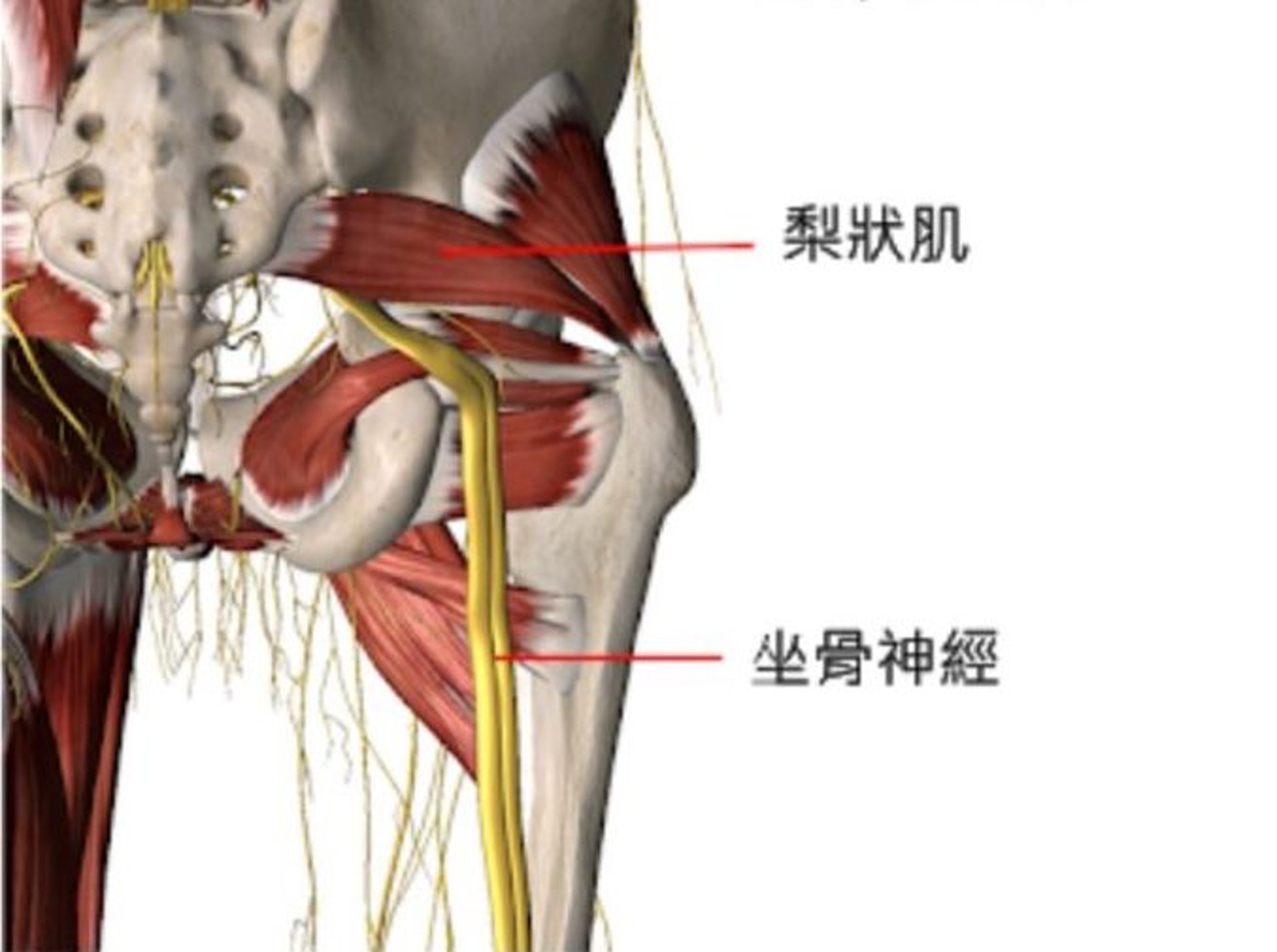 坐骨神經會從梨狀肌下方通過，因此當梨狀肌拉傷時，便會引發類似坐骨神經痛的症狀。（圖片：thepure）
