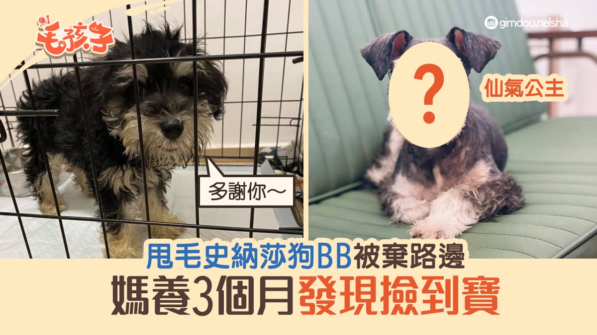 甩毛狗｜史納莎BB被棄路邊　爸撿回家養3個月發現撿到寶