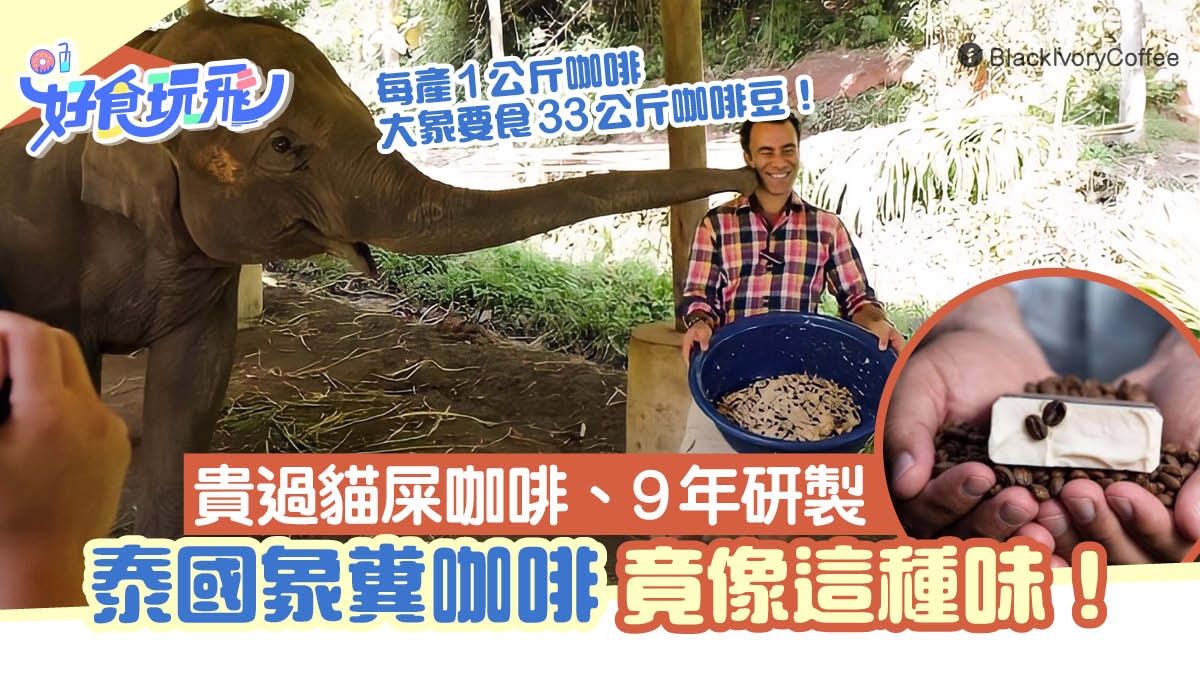 比貓屎咖啡更貴的泰國象糞咖啡 歷時9年研製 味道評價兩極 比貓屎咖啡更貴的泰國象糞咖啡 歷時9年研製 味道評價兩極