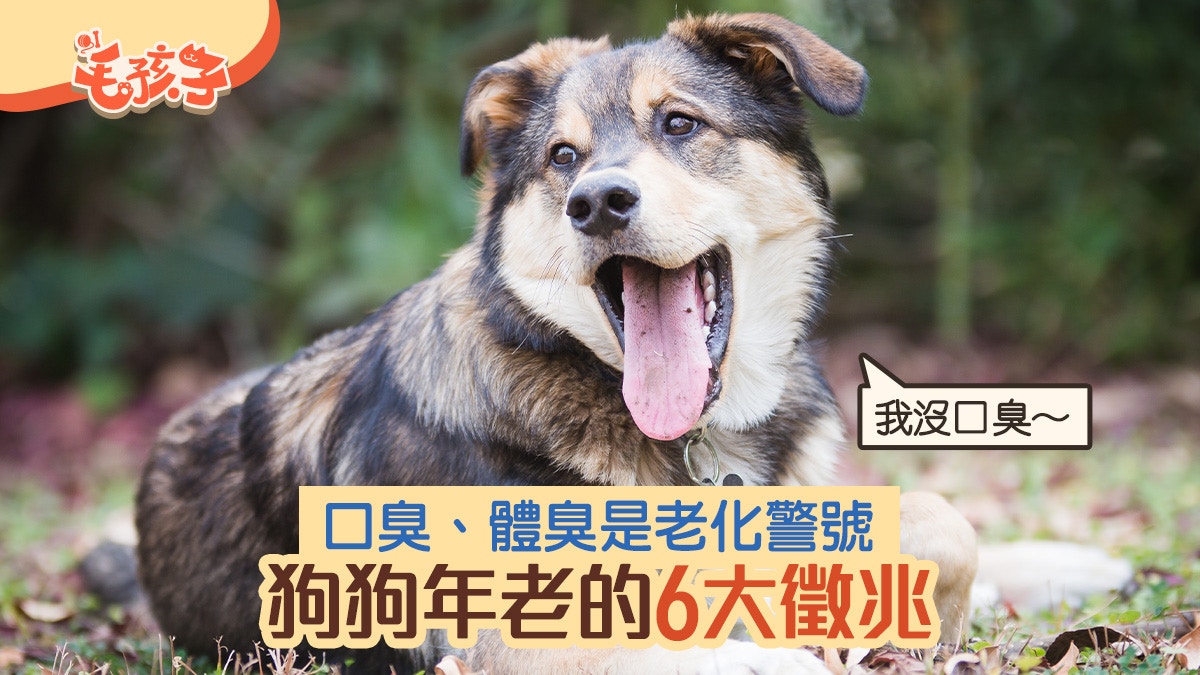 狗狗冷知識｜口臭、體臭都是老化的警號　狗狗上年紀的6大徵兆