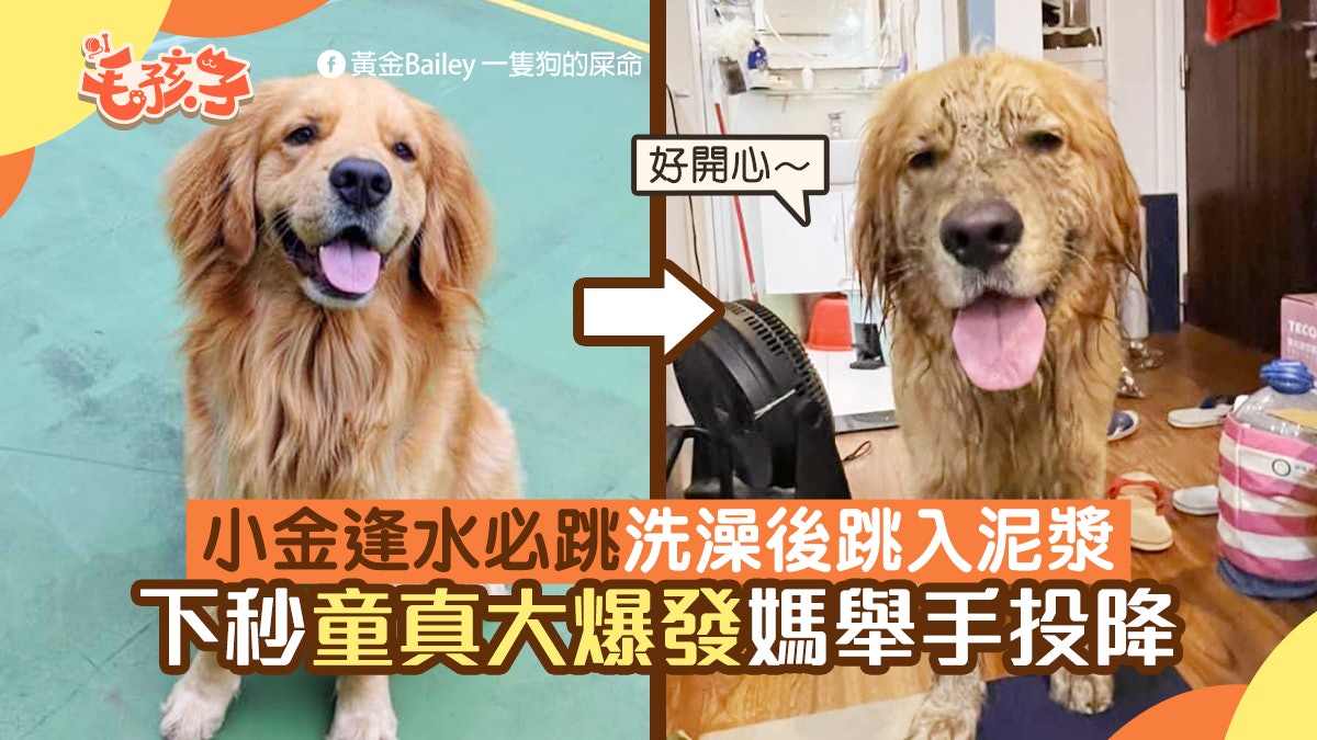 金毛尋回犬逢水必跳洗澡後跳入泥漿下秒童真大爆發媽舉手投降 香港01 寵物 金毛尋回犬逢水必跳洗澡後跳入泥漿下秒童真大爆發媽舉手投降 香港01 寵物