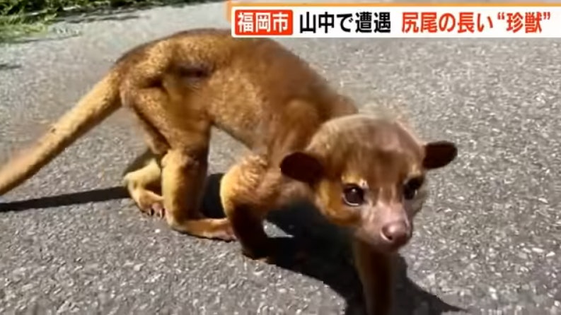 日本發現激罕見奇珍異獸條尾長過身體似馬騮又似黃鼠狼超黏人 日本發現激罕見奇珍異獸條尾長過身體似馬騮又似黃鼠狼超黏人
