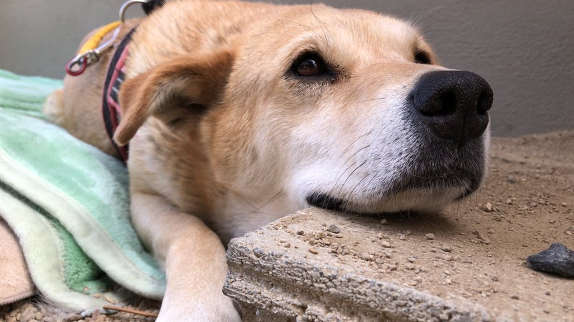 女孩與狗狗相依偎背影超溫馨 轉正面揭開驚人真相劇情全面扭轉 女孩與狗狗相依偎背影超溫馨 轉正面揭開驚人真相劇情全面扭轉