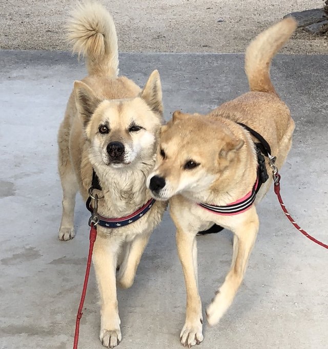 女孩與狗狗相依偎背影超溫馨 轉正面揭開驚人真相劇情全面扭轉 女孩與狗狗相依偎背影超溫馨 轉正面揭開驚人真相劇情全面扭轉