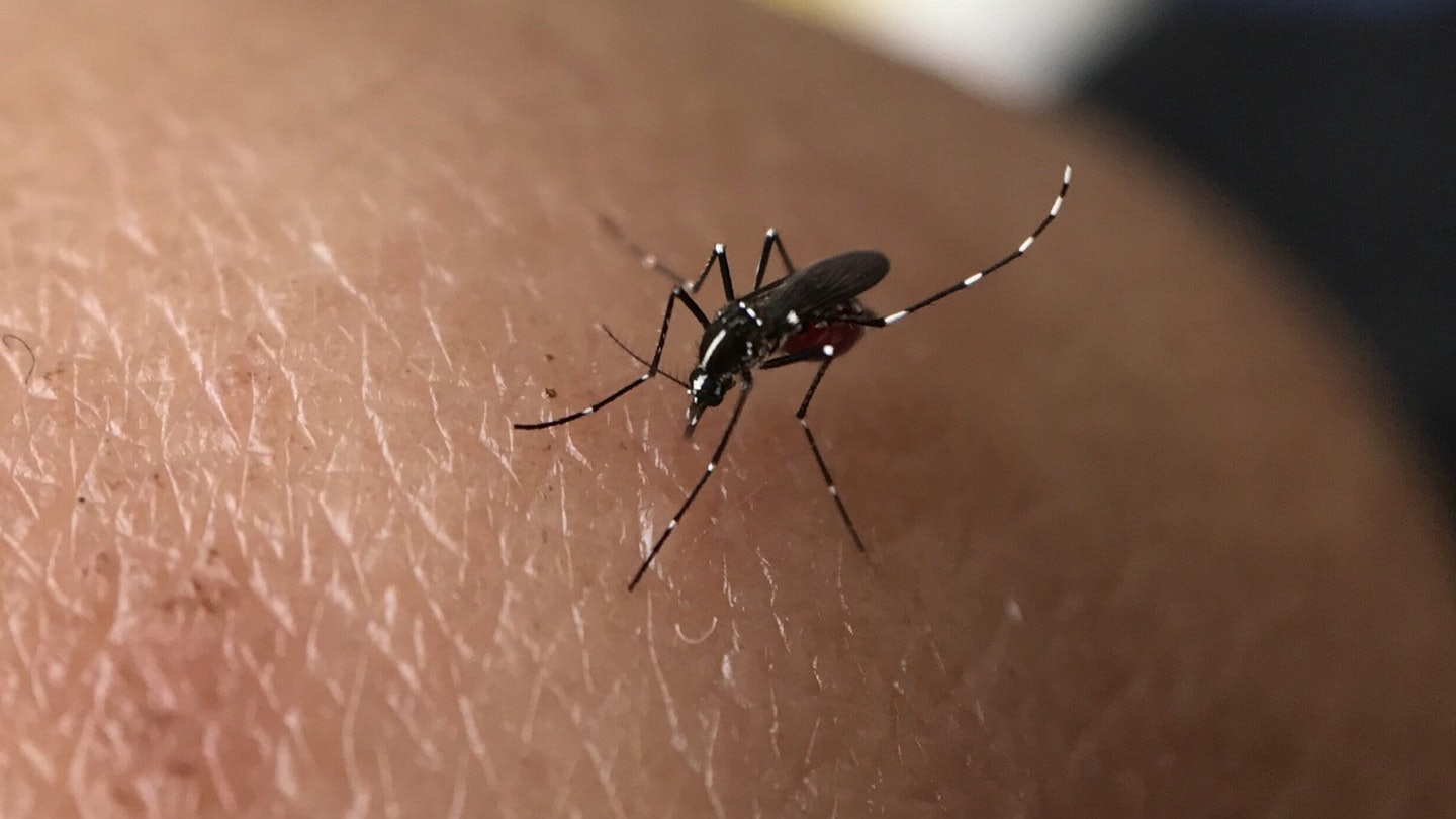 提防登革熱 血型與「吸蚊」能力真有關係? 提防登革熱 血型與「吸蚊」能力真有關係?