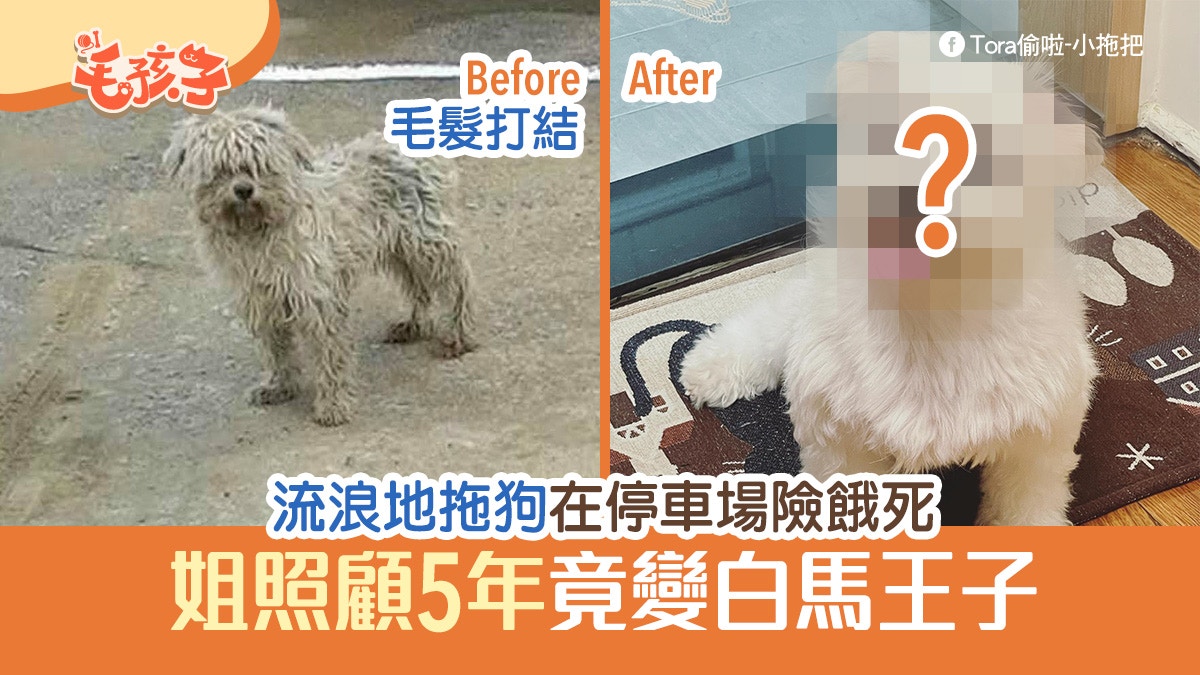 魔天使｜流浪地拖狗在停車場險餓死 姐姐照顧5年後竟變白馬王子