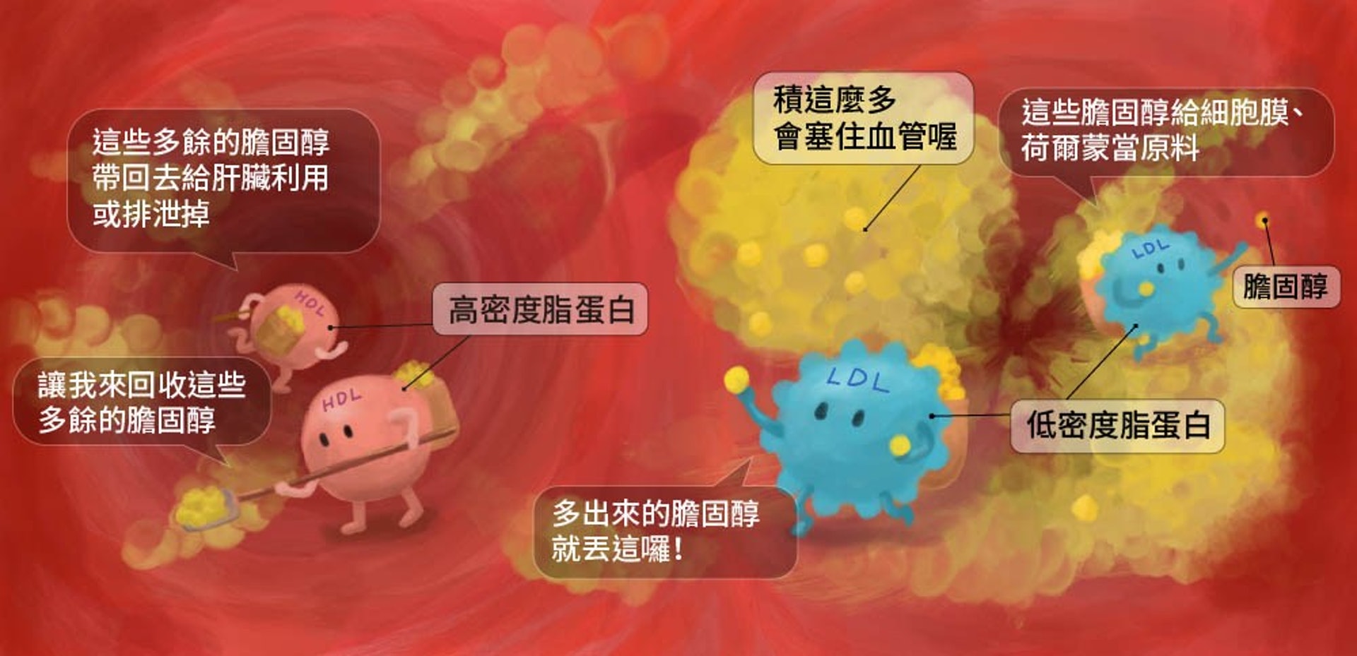 高密度膽固醇HDL與低密度膽固醇LDL都是身體不可或缺的重要複合脂質。(圖片:ihealth) 高密度膽固醇HDL與低密度膽固醇LDL都是身體不可或缺的重要複合脂質。(圖片:ihealth)