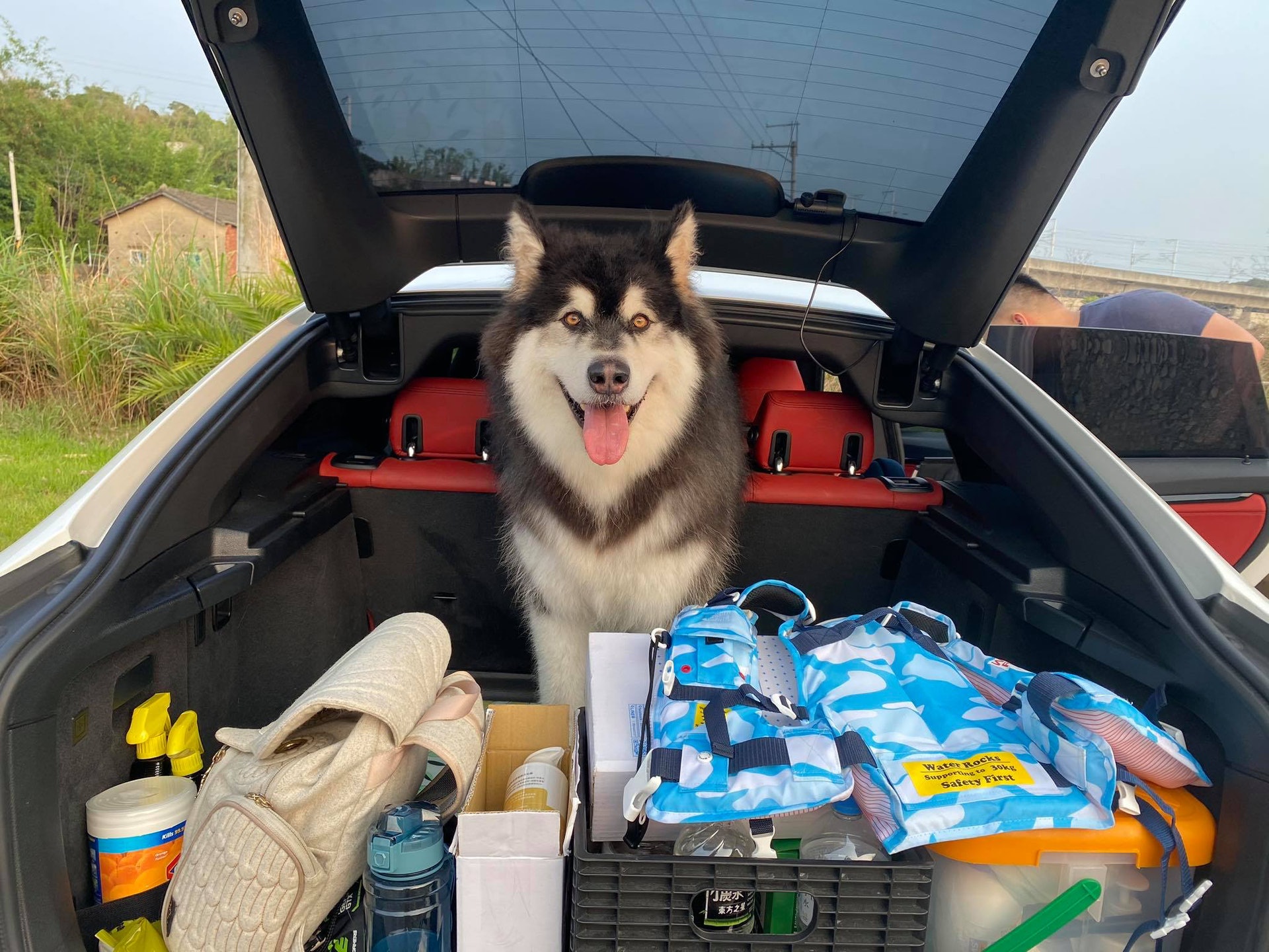 雪橇犬跟弟弟約好一起長大結果 過度發育 變50kg巨獸 雪橇犬跟弟弟約好一起長大結果 過度發育 變50kg巨獸