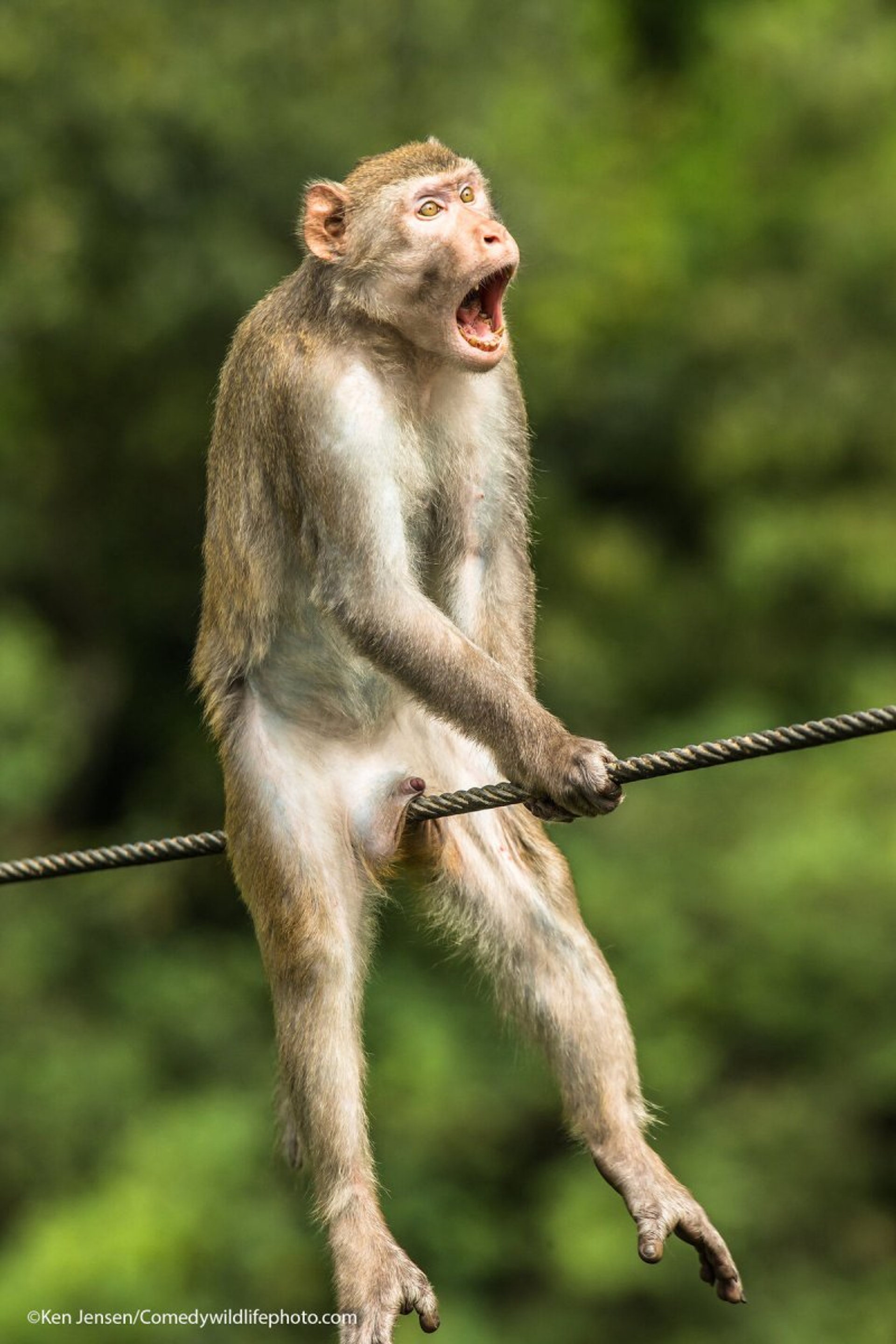 今年比賽討論度極高的「𠝹袋馬騮」照片。(comedywildlifephoto.com) 今年比賽討論度極高的「𠝹袋馬騮」照片。(comedywildlifephoto.com)