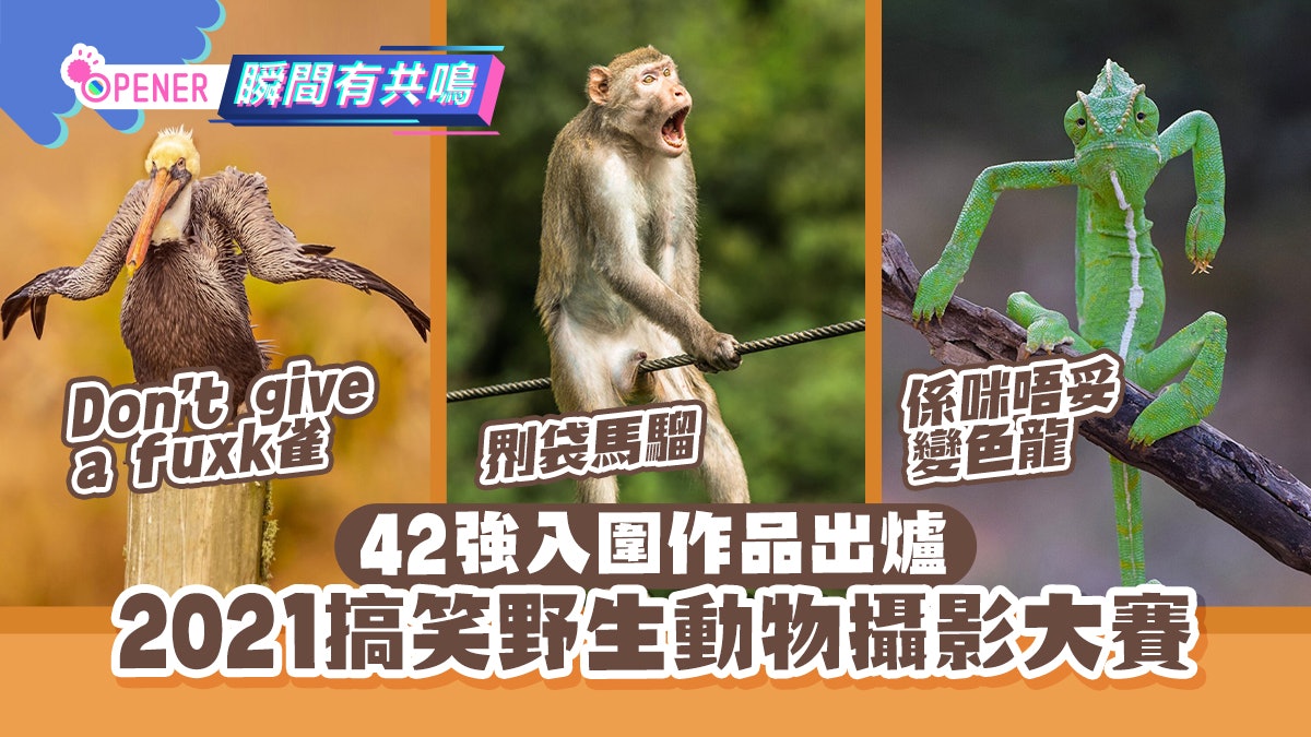 2021搞笑動物攝影42強出爐 囂張蜥蝪、老虎變咕喱辛酸畫面流出 2021搞笑動物攝影42強出爐 囂張蜥蝪、老虎變咕喱辛酸畫面流出