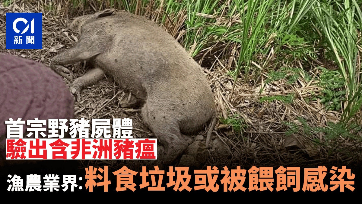 非洲豬瘟 農業界料病毒源自進口豬肉或野豬食垃圾或被餵飼感染