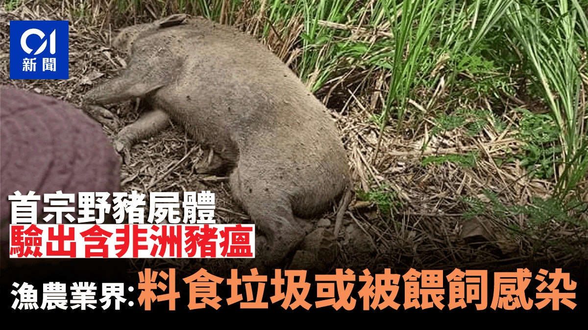 非洲豬瘟 農業界料病毒源自進口豬肉或野豬食垃圾或被餵飼感染 非洲豬瘟 農業界料病毒源自進口豬肉或野豬食垃圾或被餵飼感染