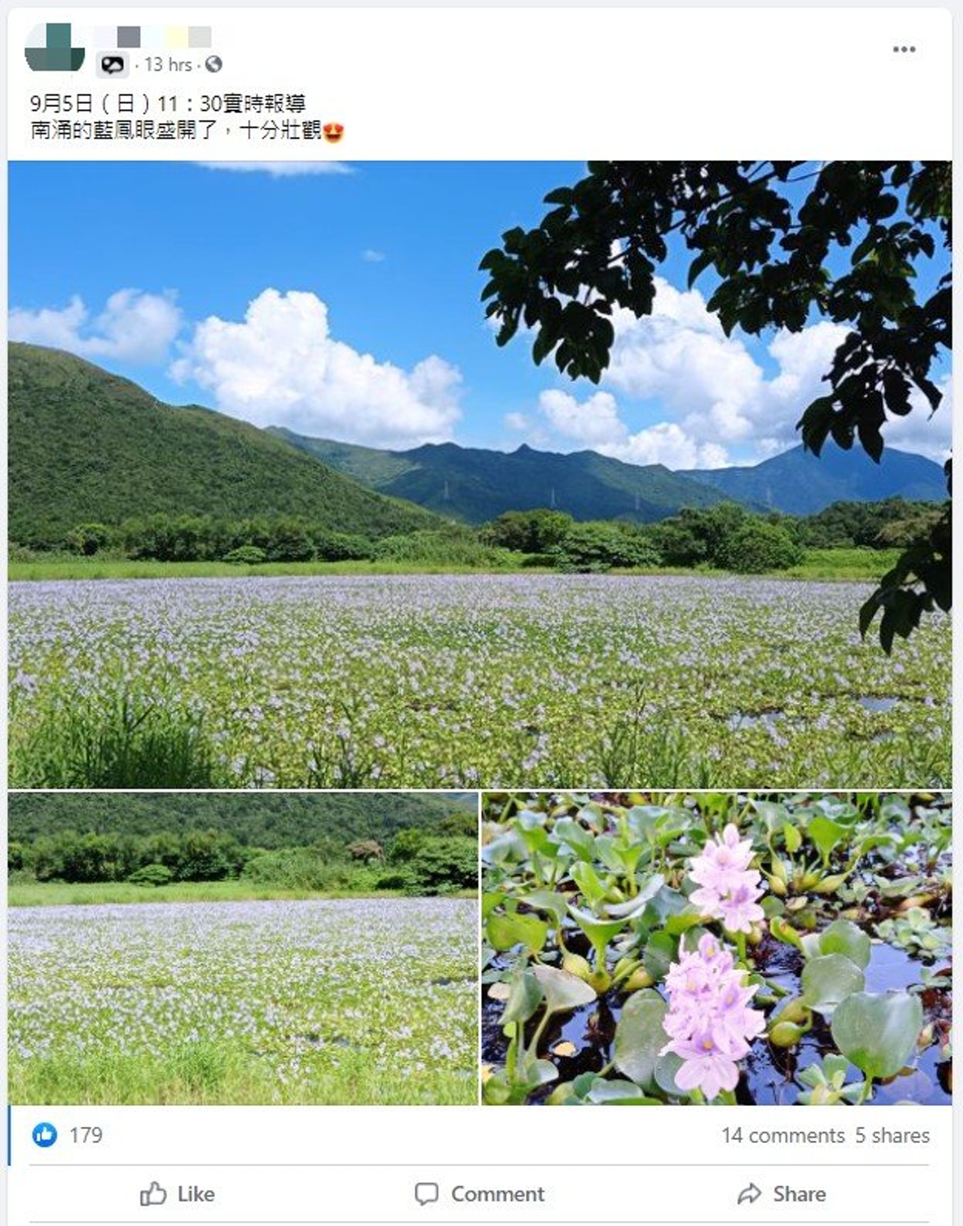 鹿頸南涌鳳眼藍花田盛放 教你去超靚紫色花海打卡附交通方法 香港01 旅遊 鹿頸南涌鳳眼藍花田盛放 教你去超靚紫色花海打卡附交通方法 香港01 旅遊