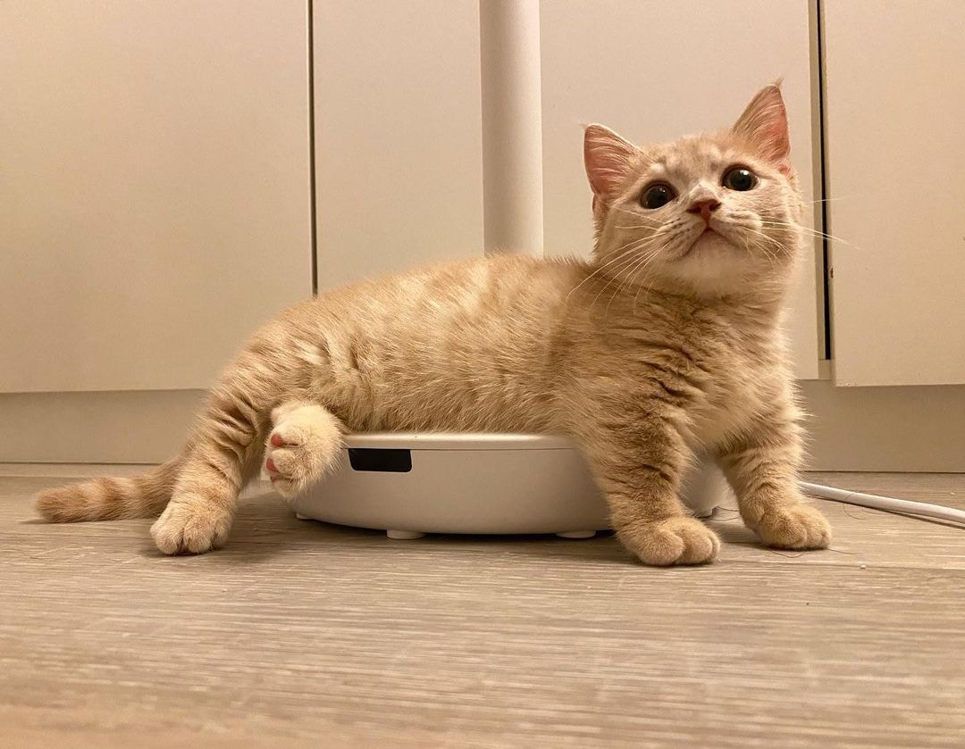 貓咪：我要更多罐罐呀！（ig@loli__cat）