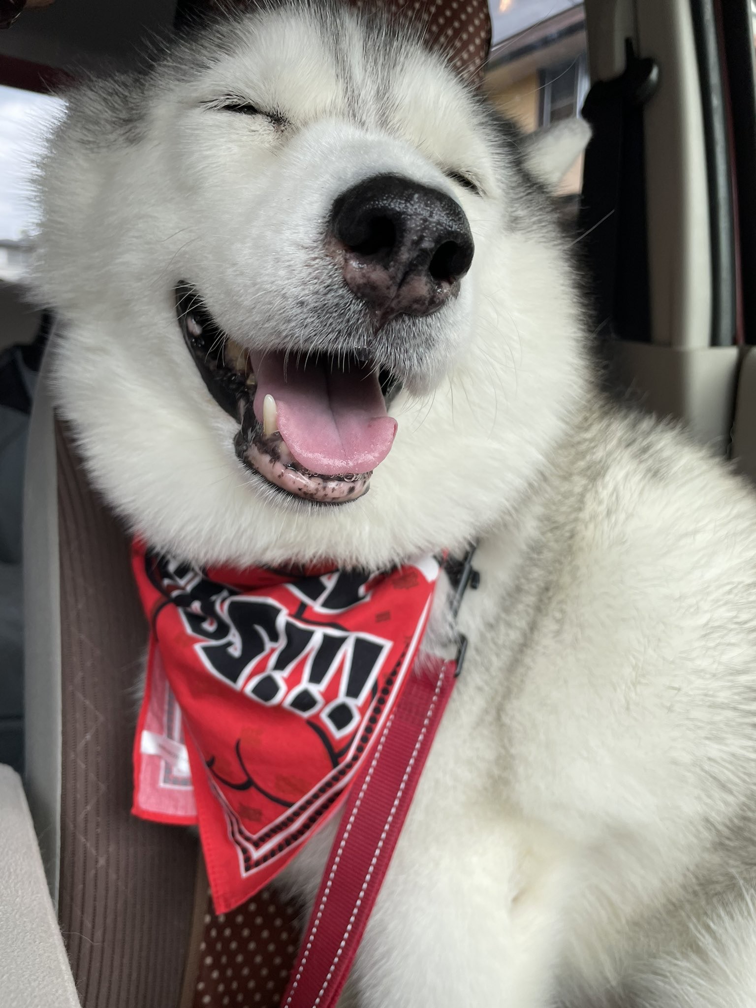 雪橇犬燦笑上車以為去散步看到目的地招牌才知被騙即垂頭喪氣