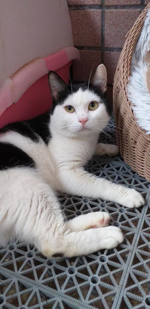 黑白貓領養一年才發現是英國短毛貓媽網上求解網民揭爆笑正解 香港01 寵物