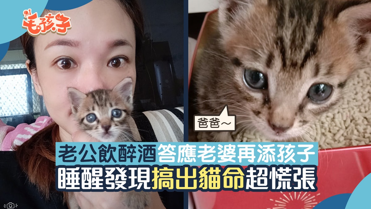 唐貓|老公飲醉酒答應老婆再添孩子 睡醒發現「搞出貓命」超慌張 唐貓|老公飲醉酒答應老婆再添孩子 睡醒發現「搞出貓命」超慌張