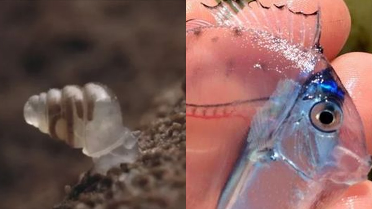 奇妙透明生物大集合:洞穴蝸牛連個殼都通透 玻璃鰻魚直頭隱咗形 奇妙透明生物大集合:洞穴蝸牛連個殼都通透 玻璃鰻魚直頭隱咗形