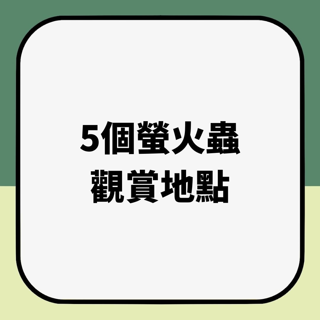 香港都有得睇螢火蟲5大郊外觀賞地點行山踩單車兼夜探螢火蟲 香港01 旅遊