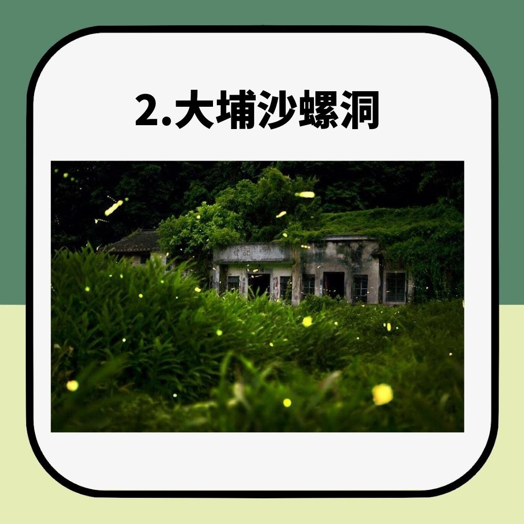 香港都有得睇螢火蟲5大郊外觀賞地點行山踩單車兼夜探螢火蟲 香港01 旅遊