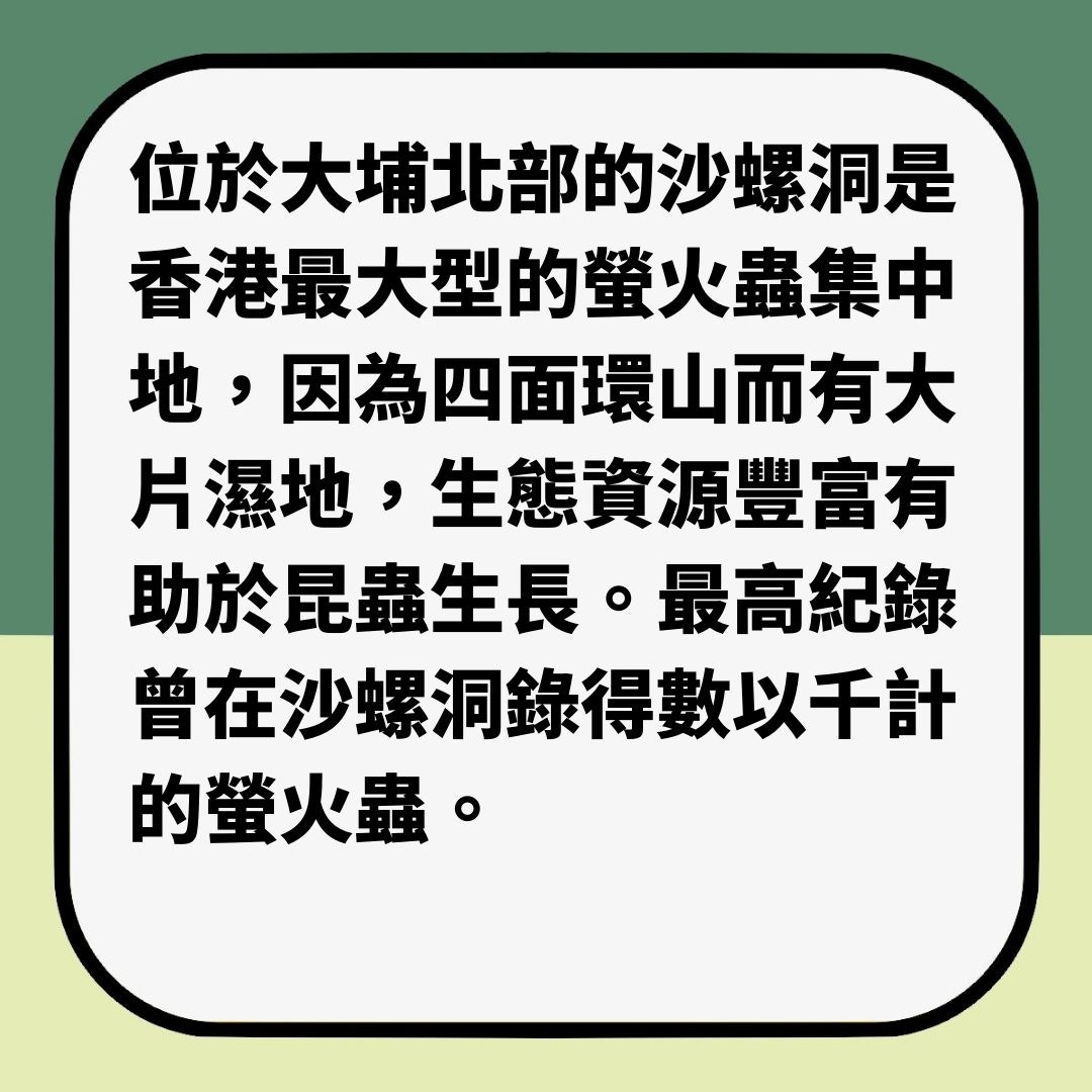 香港都有得睇螢火蟲5大郊外觀賞地點行山踩單車兼夜探螢火蟲 香港01 旅遊