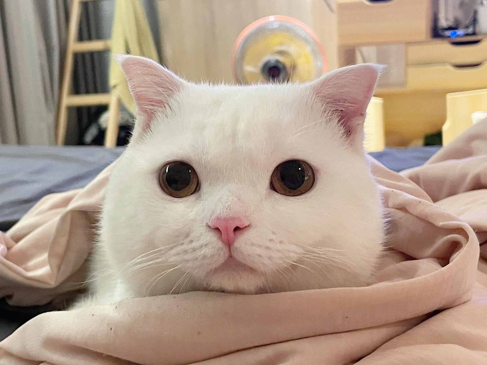 貓奴公開白貓交往前後樣子棉花糖下秒踏上成魔之路 貓奴公開白貓交往前後樣子棉花糖下秒踏上成魔之路