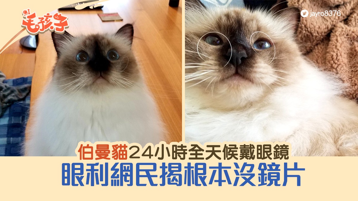 文青系伯曼貓24小時全天候戴眼鏡眼利網民揭：根本沒鏡片｜香港01｜寵物