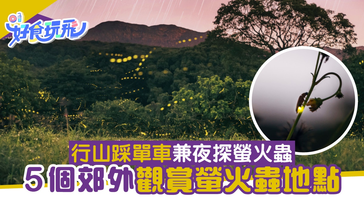 香港都有得睇螢火蟲5大郊外觀賞地點行山踩單車兼夜探螢火蟲 香港01 旅遊