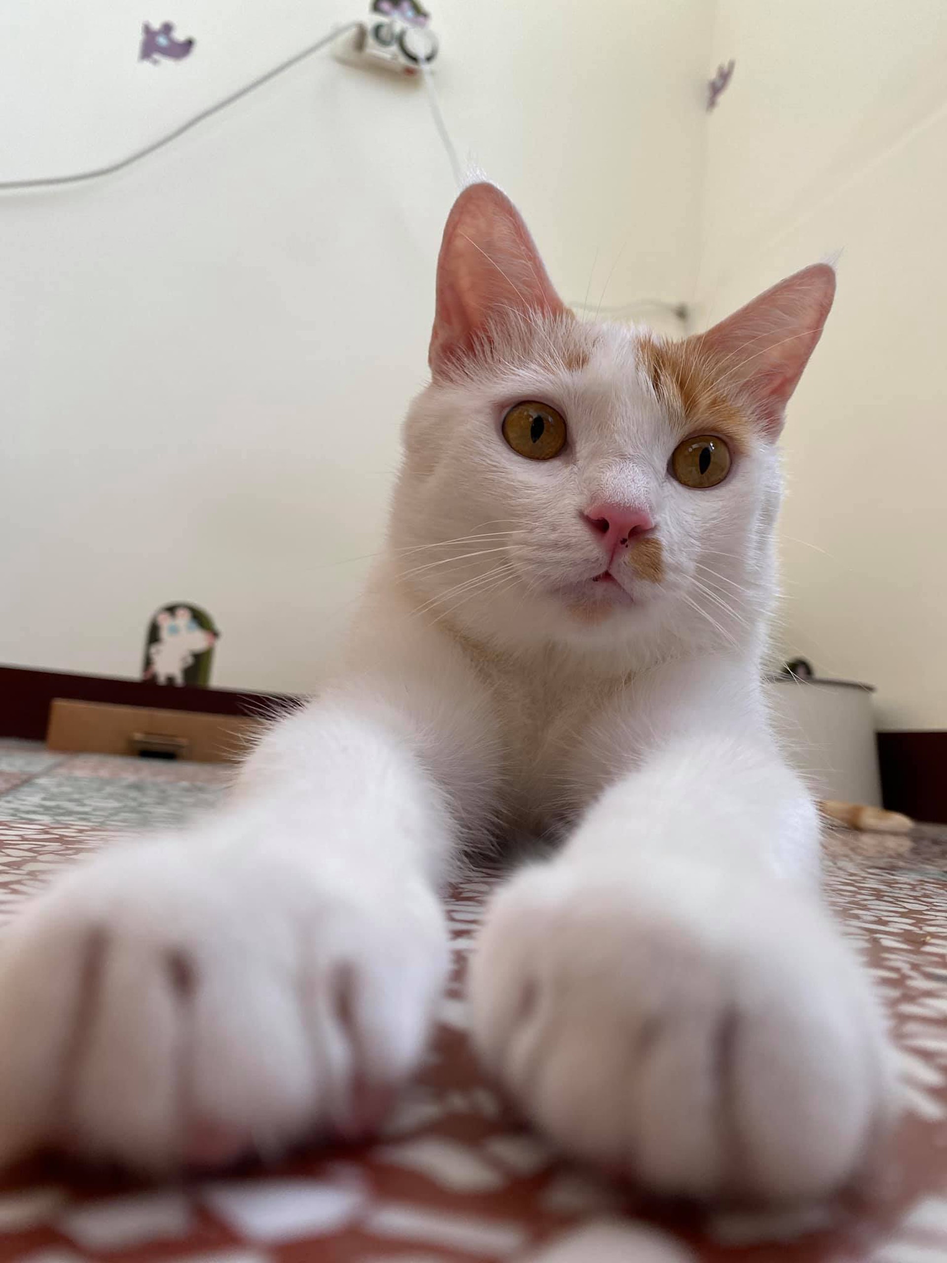 橘白貓為刷存在感故意蹭爸腳這天還出新招求關注笑到網民肚痛 橘白貓為刷存在感故意蹭爸腳這天還出新招求關注笑到網民肚痛