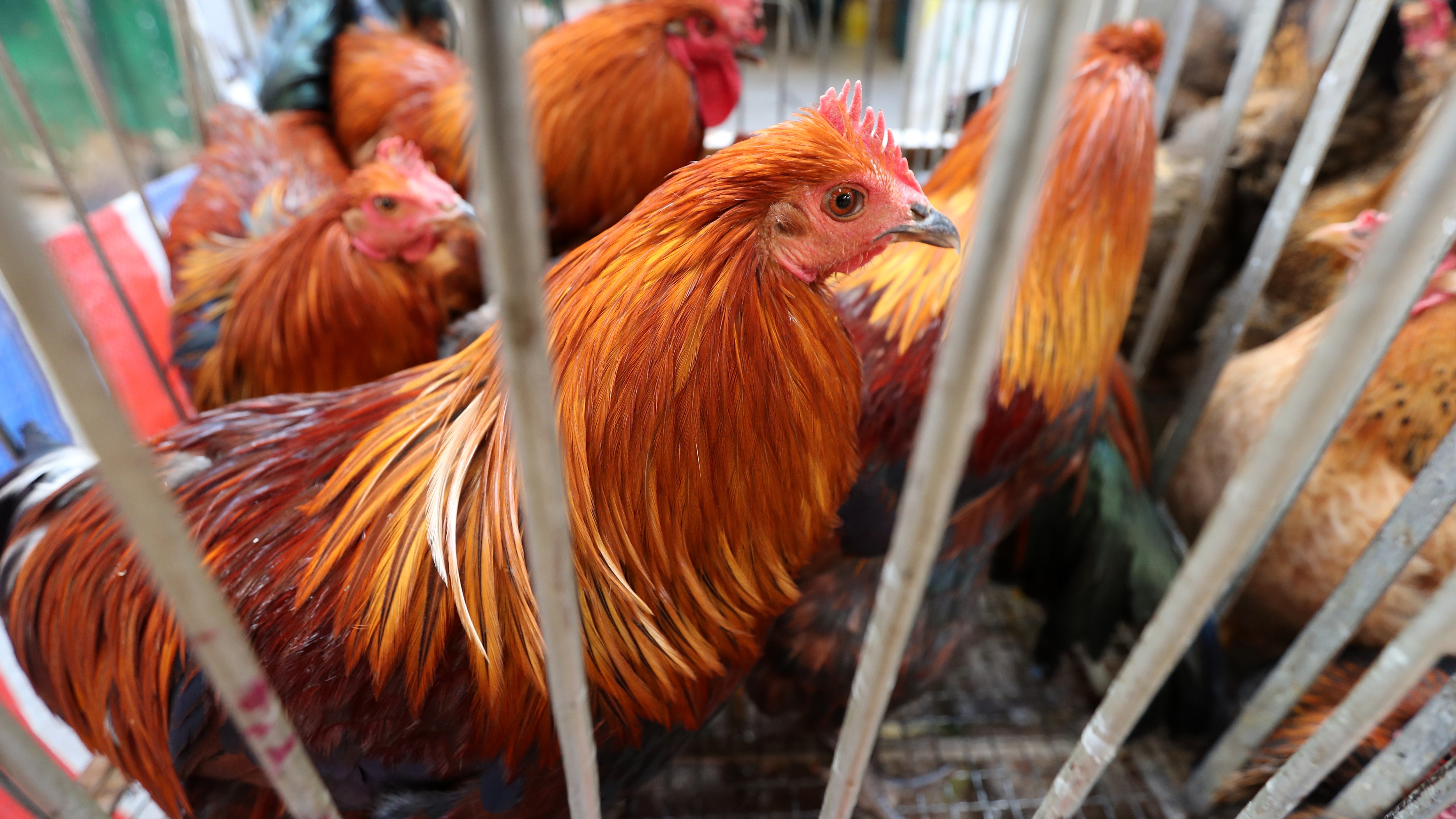 東莞市報告1宗H5N6禽流感病例　專家稱屬偶發病毒傳播風險較低