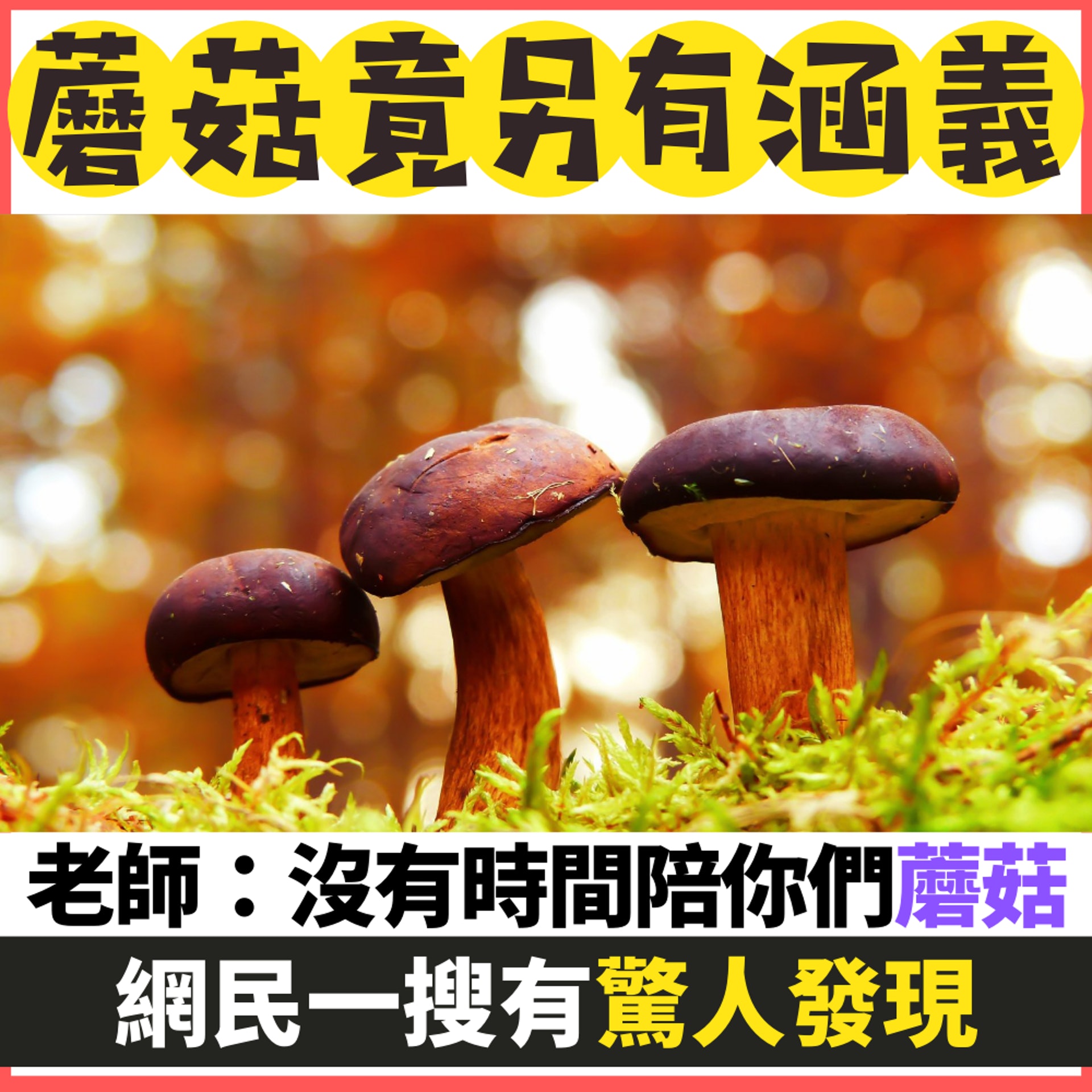 老師鬧遲到學生:沒時間陪你們「蘑菇」!網民一搜震驚:用法正確(01製圖/unsplash@epan5) 老師鬧遲到學生:沒時間陪你們「蘑菇」!網民一搜震驚:用法正確(01製圖/unsplash@epan5)