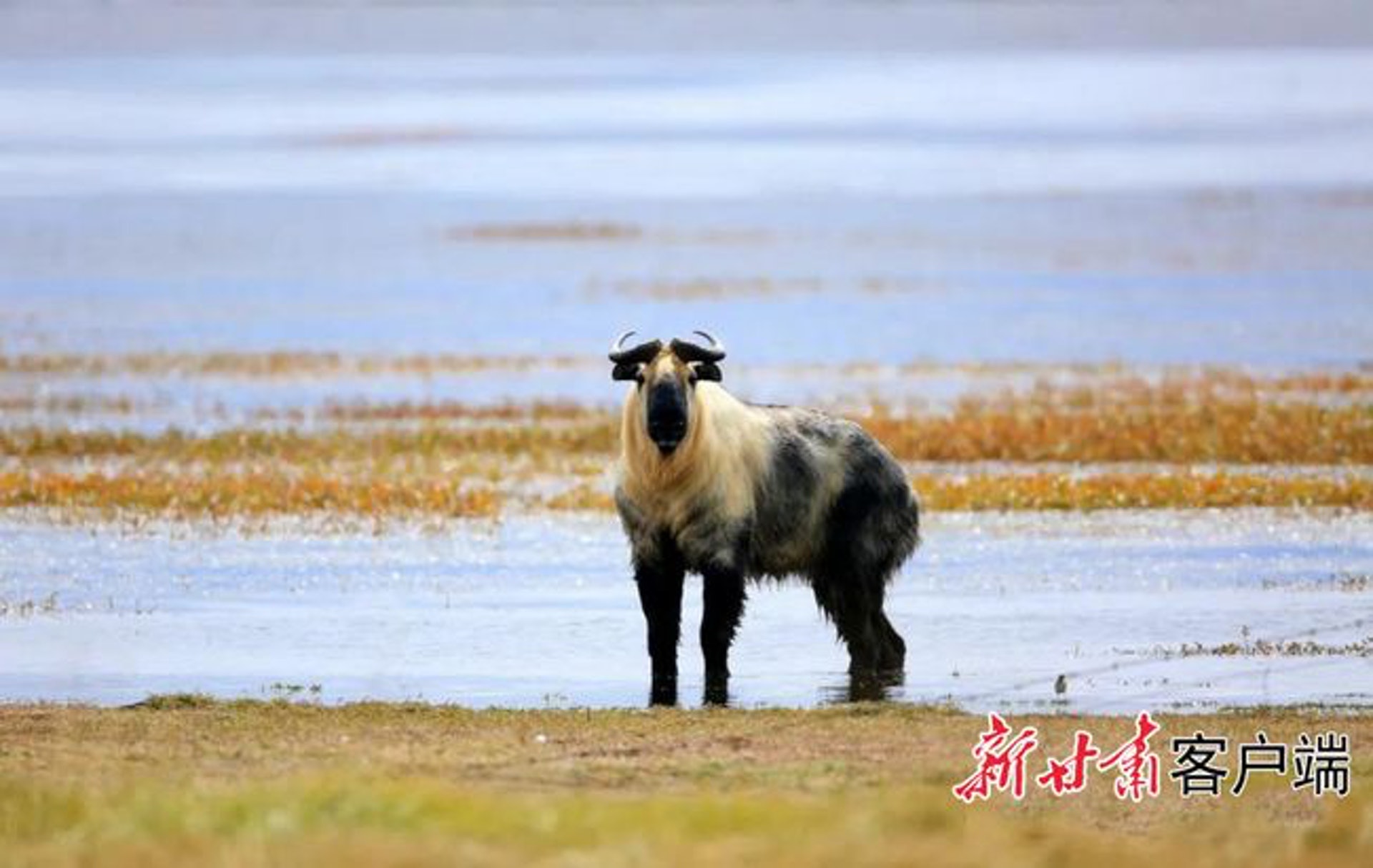 一隻羚牛出現在甘肅尕海湖畔。(新甘南客戶端) 一隻羚牛出現在甘肅尕海湖畔。(新甘南客戶端)