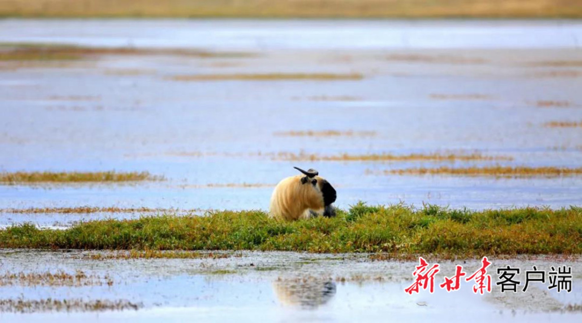 一隻羚牛出現在甘肅尕海湖畔。(新甘南客戶端) 一隻羚牛出現在甘肅尕海湖畔。(新甘南客戶端)