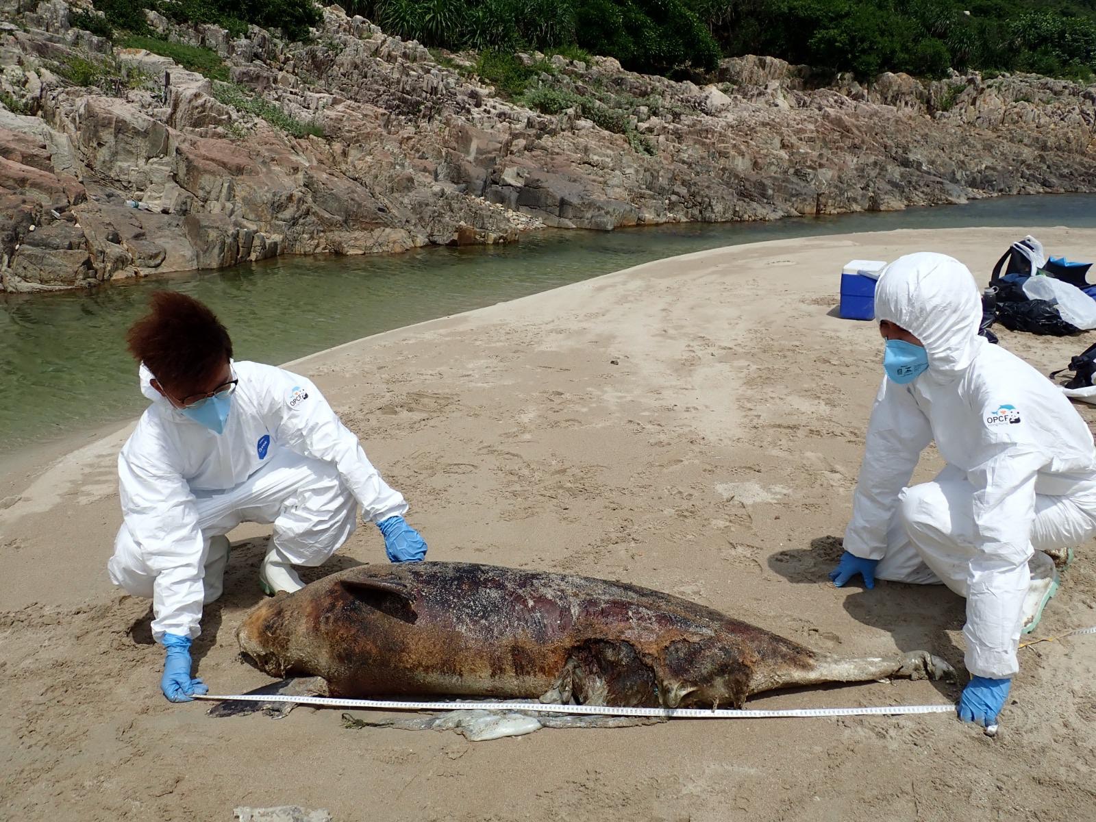 4日2宗江豚擱淺屍體嚴重腐爛現身西灣沙灘今年第28宗