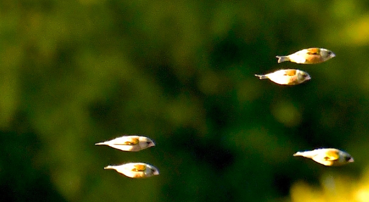 會飛的魚群 照片日本twitter瘋傳真相曝光原來不是魚 香港01 環球趣聞