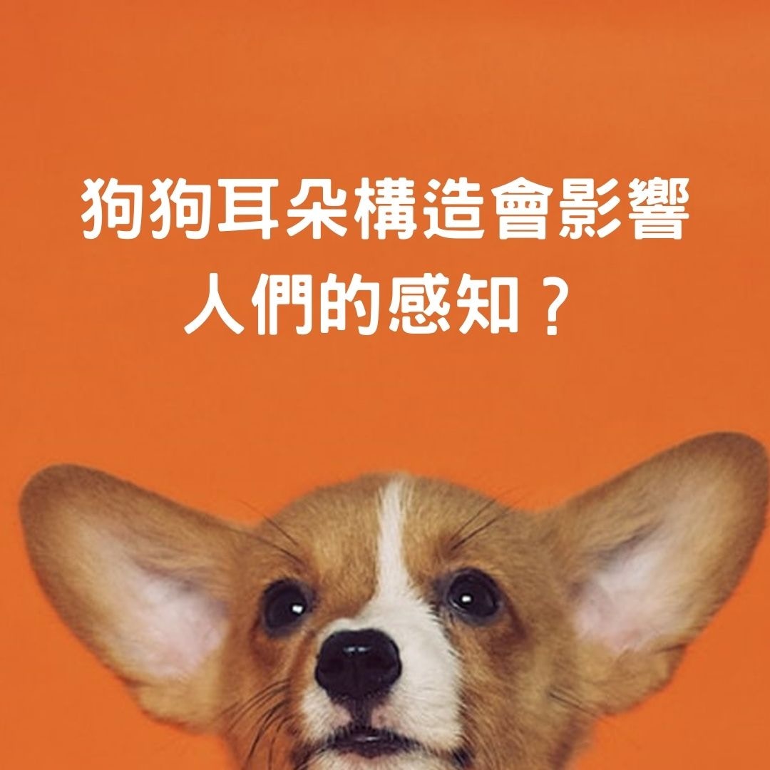 狗狗耳朵構造會影響人們的感知？（01製圖）