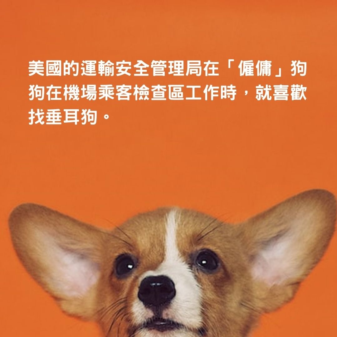 狗狗耳朵構造會影響人們的感知？（01製圖）