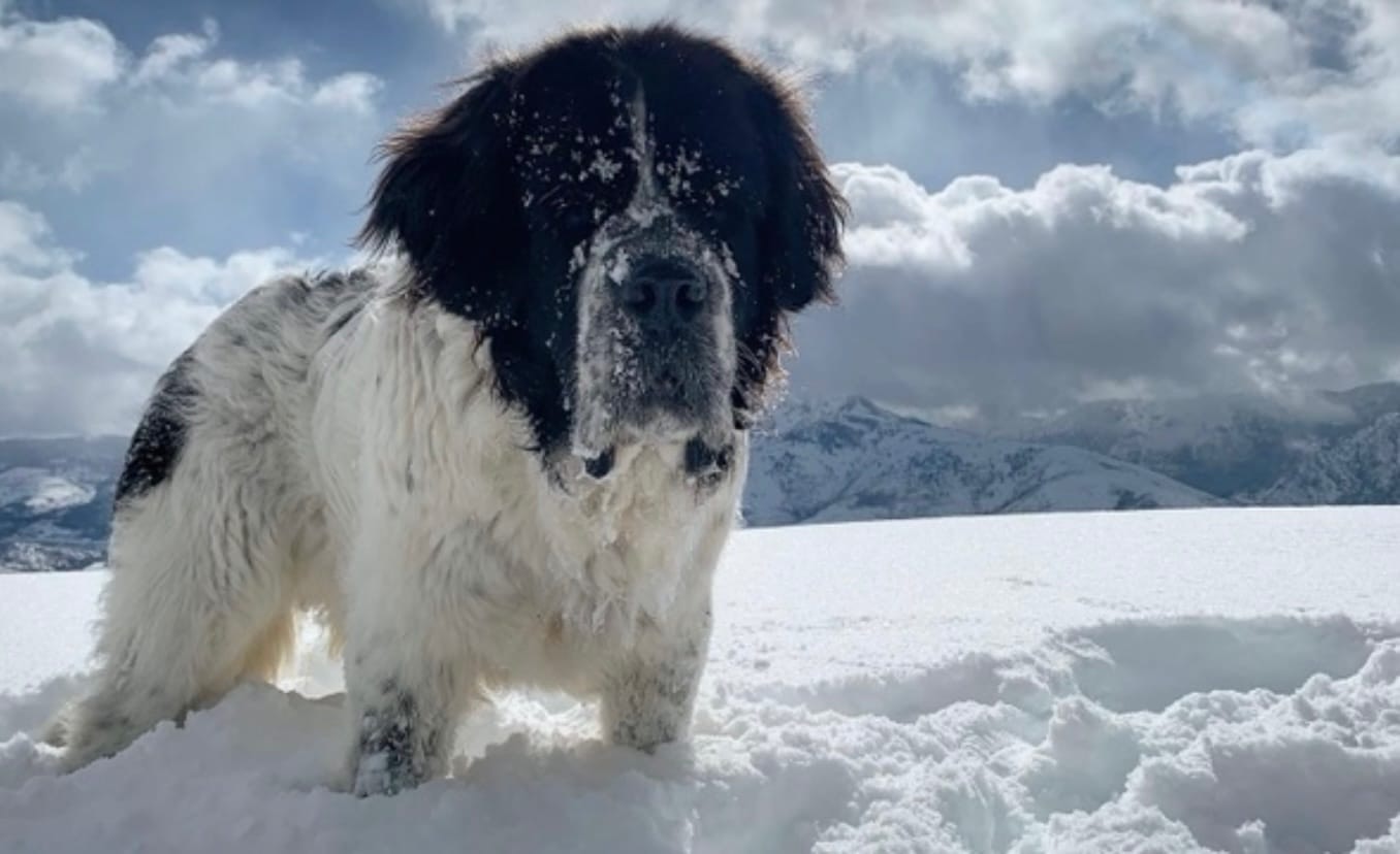 患癌聖班納犬即將安樂死爸fb發文盼讓狗狗再踏雪地結局