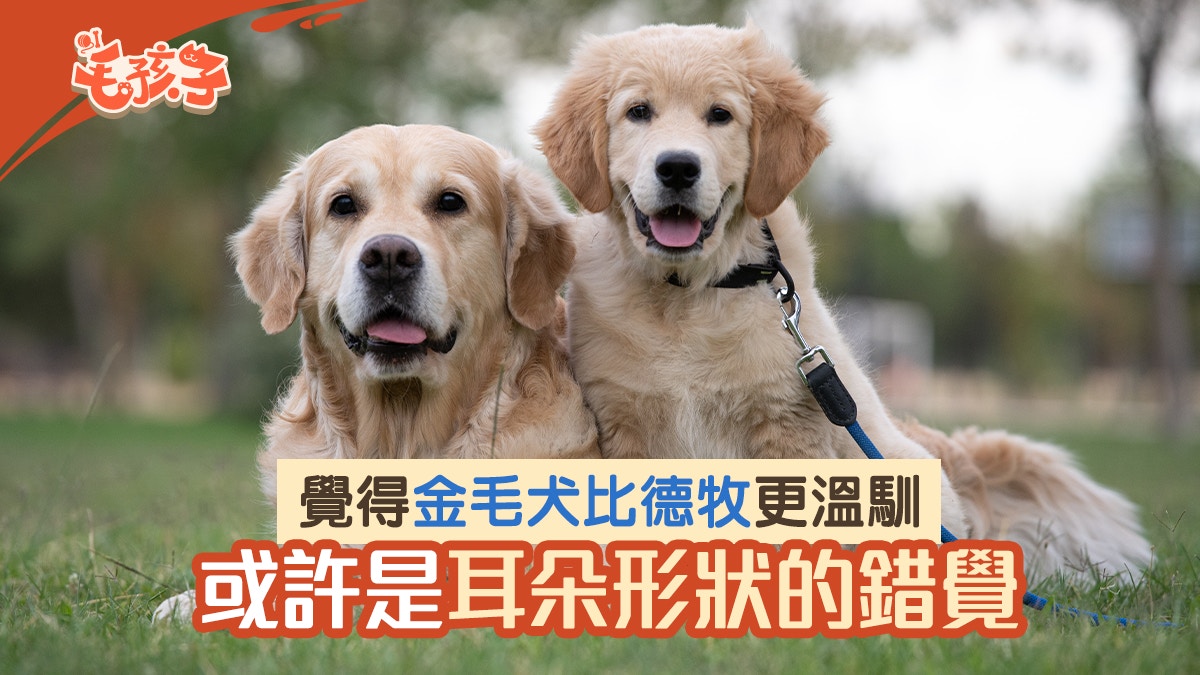 寵物熱話｜金毛犬比德牧容易親近？或許是狗耳朵形狀影響人們感知