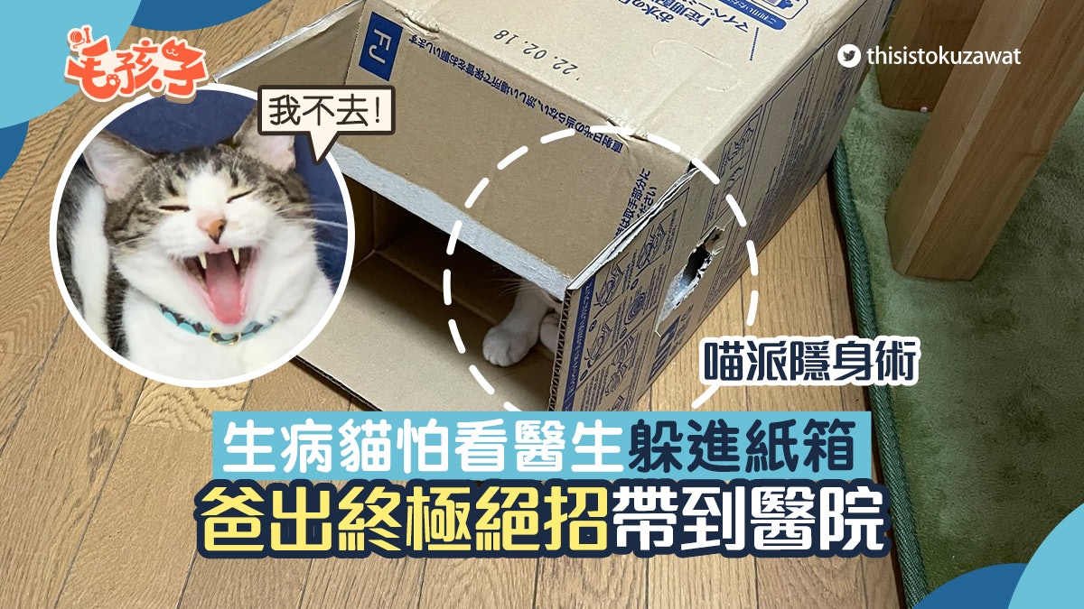 唐貓|病貓怕看獸醫秒躲進紙箱 爸出「終極絕招」輕鬆帶到醫院 唐貓|病貓怕看獸醫秒躲進紙箱 爸出「終極絕招」輕鬆帶到醫院