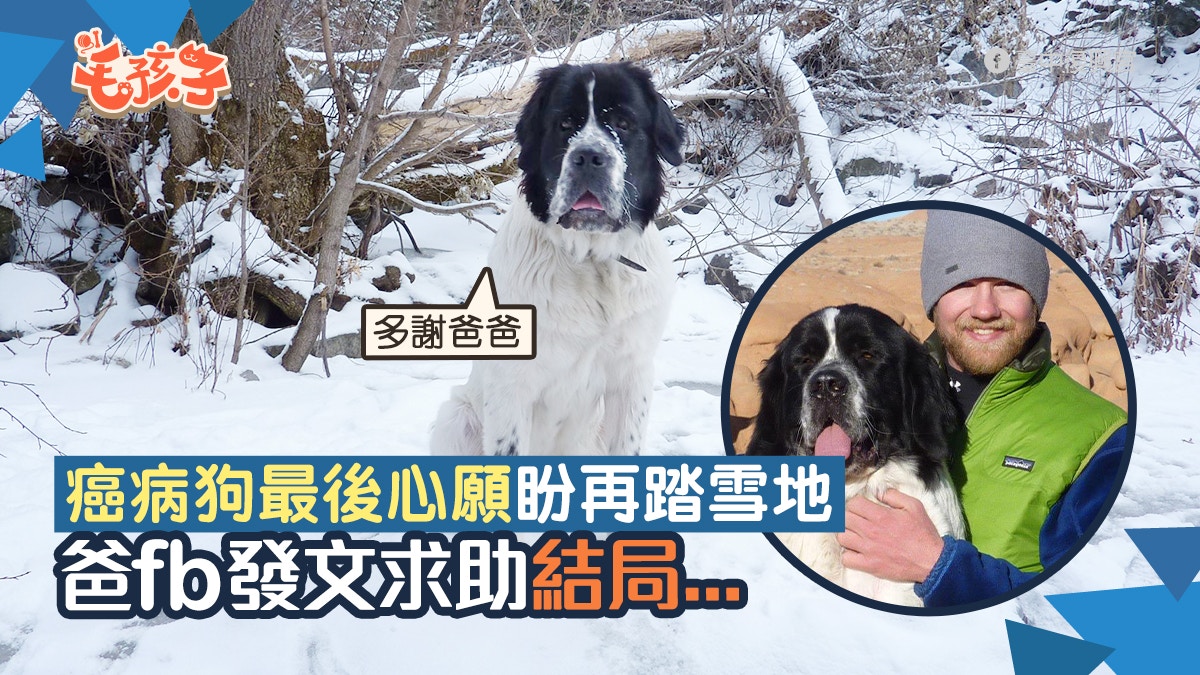 患癌聖班納犬即將安樂死爸fb發文盼讓狗狗再踏雪地結局