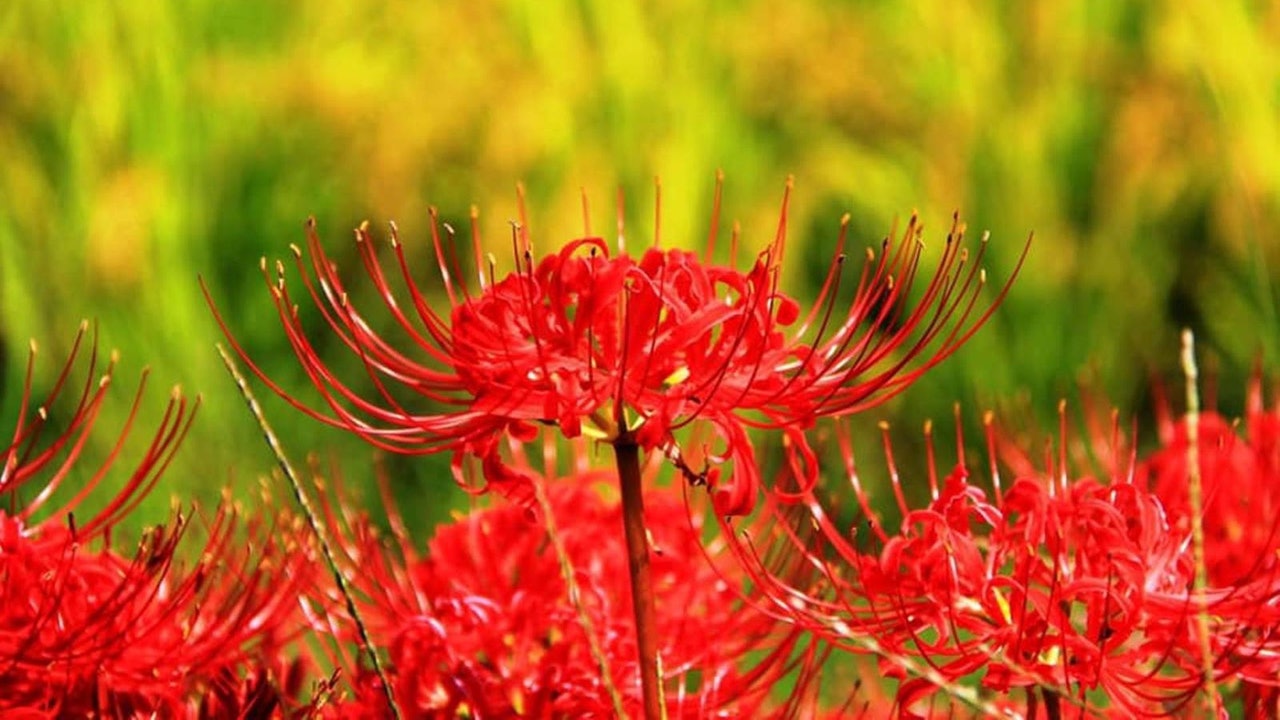 低調石蒜搖身變為 曼珠沙華 花朵背後原有日本人從中 作梗 香港01 藝文中國 低調石蒜搖身變為 曼珠沙華 花朵背後原有日本人從中 作梗 香港01 藝文中國