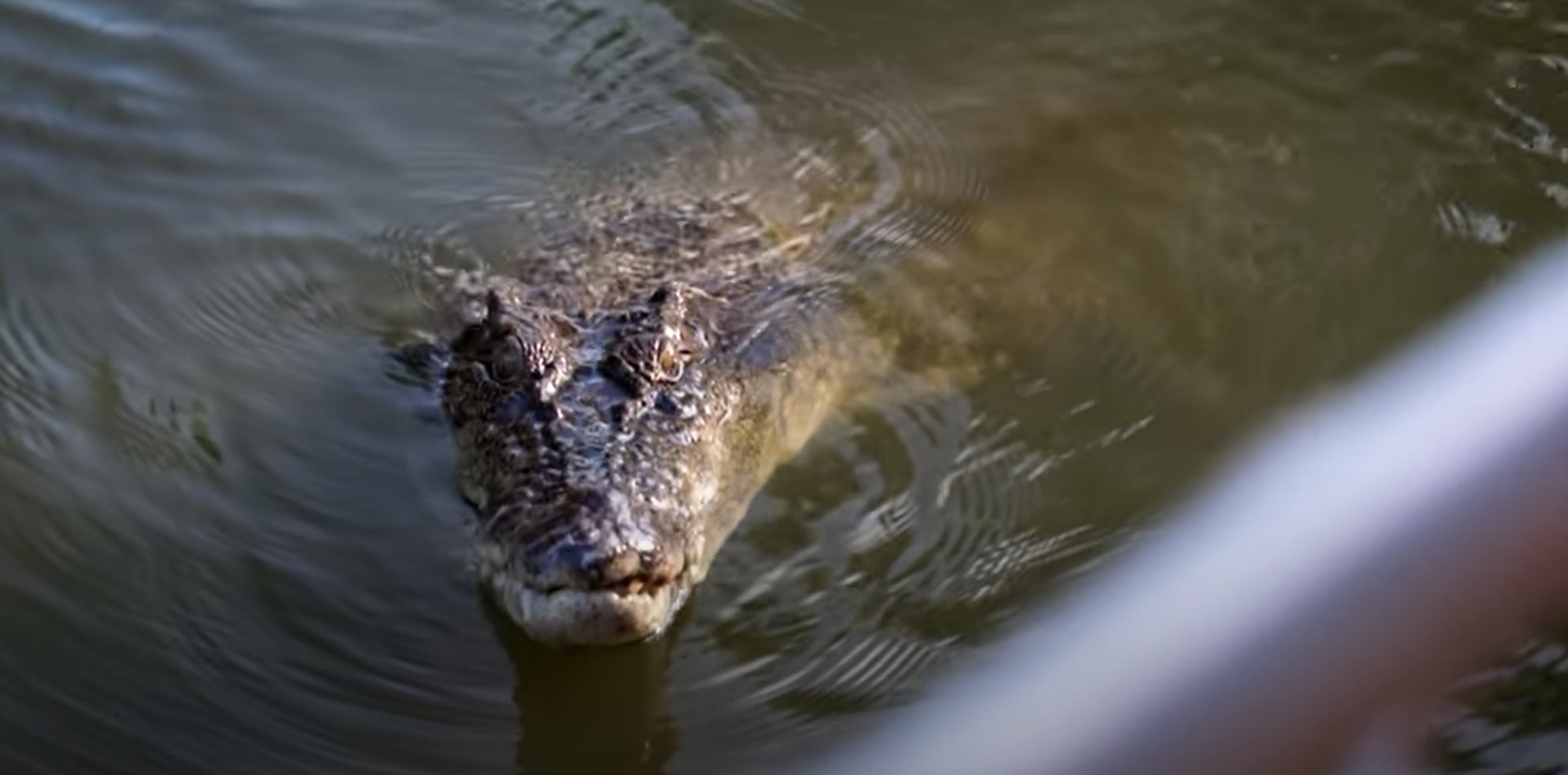 澳洲廣播公司(澳廣)新聞頻道多平台紀錄片《鱷魚領域》(Crocodile Territory),紀念北領地鱷魚禁獵令50周年。(YouTube@ABC News In-depth) 澳洲廣播公司(澳廣)新聞頻道多平台紀錄片《鱷魚領域》(Crocodile Territory),紀念北領地鱷魚禁獵令50周年。(YouTube@ABC News In-depth)