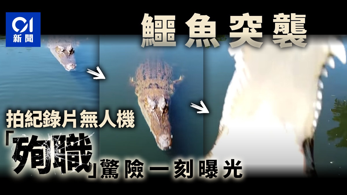 澳洲攝影師拍紀錄片 鱷魚突跳上水咬落航拍機 驚險近鏡畫面曝光 澳洲攝影師拍紀錄片 鱷魚突跳上水咬落航拍機 驚險近鏡畫面曝光