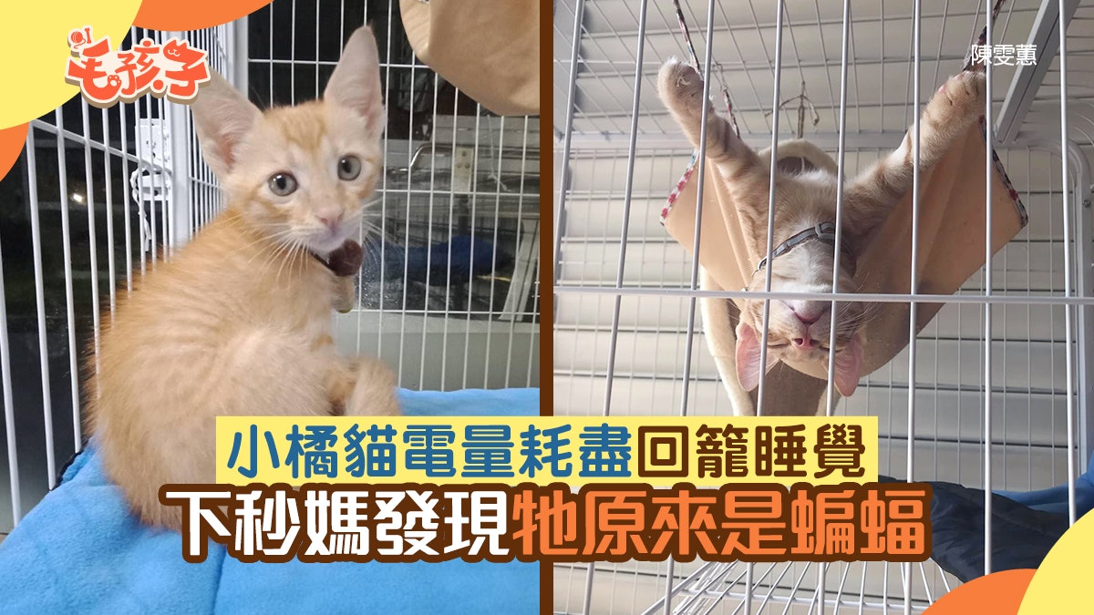 唐貓|小橘貓耗電過度回籠熟睡 下秒媽發現牠原來是蝙蝠 唐貓|小橘貓耗電過度回籠熟睡 下秒媽發現牠原來是蝙蝠